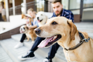 Two-people-sitting-on-concrete-stairs-with-three-dogs